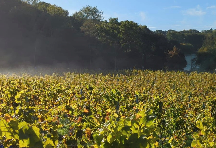 Harvest grapes